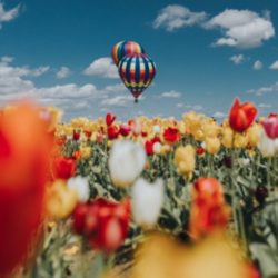montgolfière sur un champ fleuri proche du château de chenonceaux ou chambord