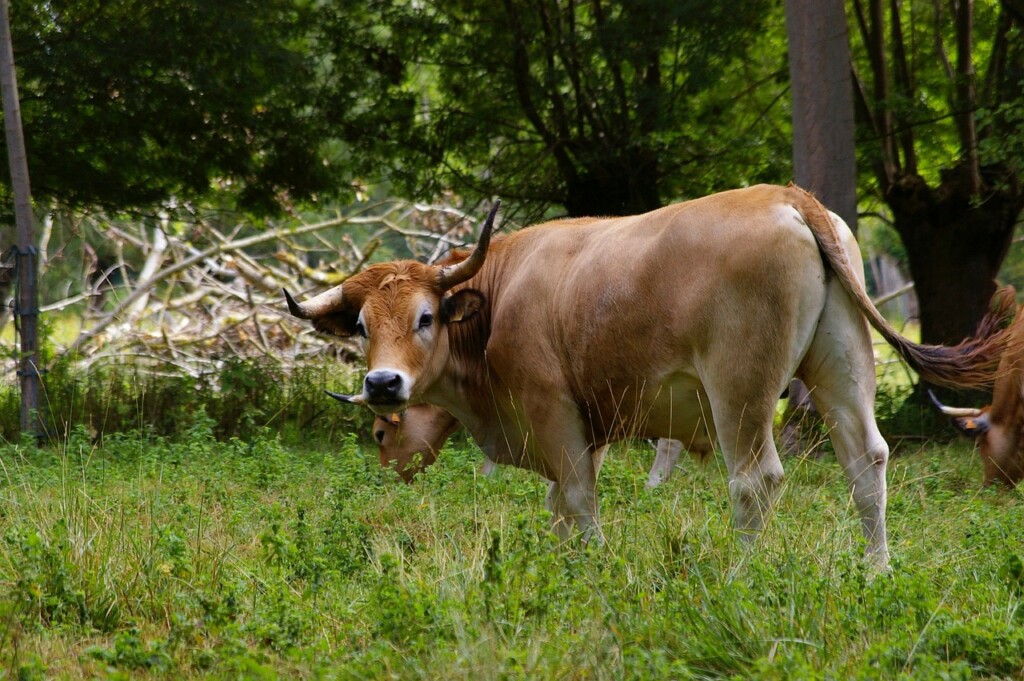 Vache maraichine en Marais Poitevin.