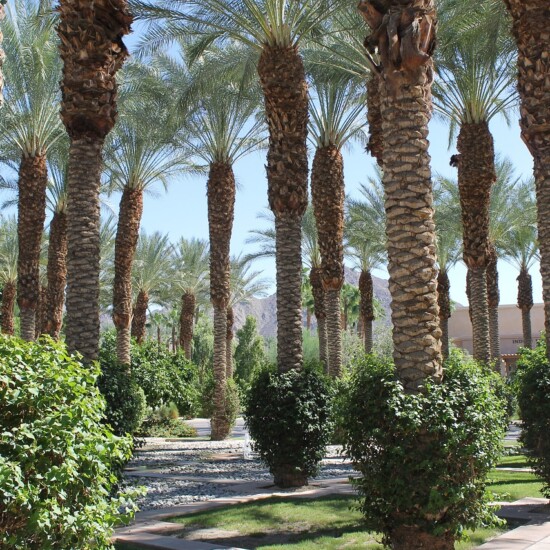 Grande palmeraie de Marrakech.