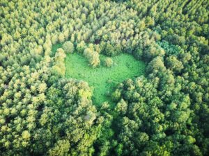 Forêt