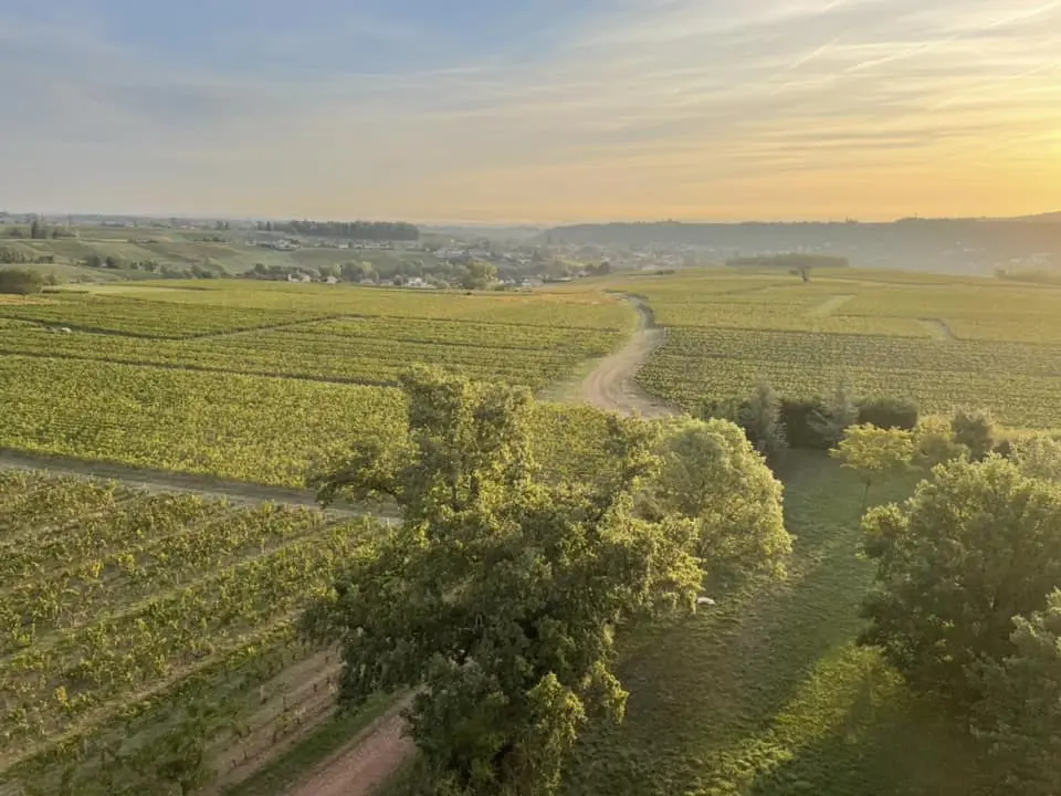 Vignes_beaujolaises_ciel_bd.