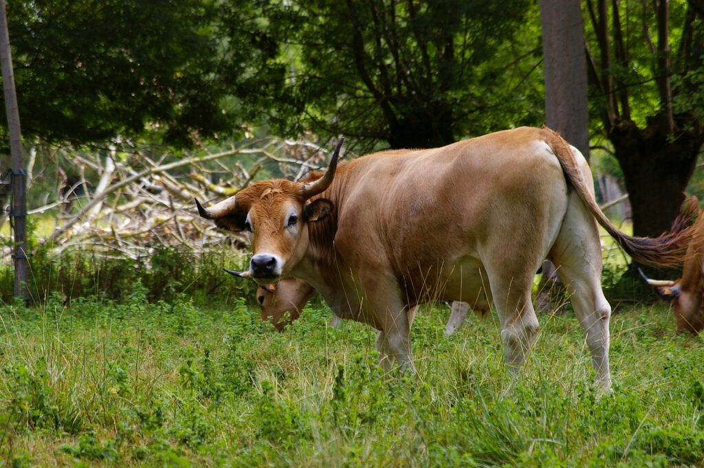 Vache maraichine en Marais Poitevin.