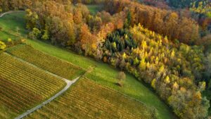 Vignoble de Chinon (37)