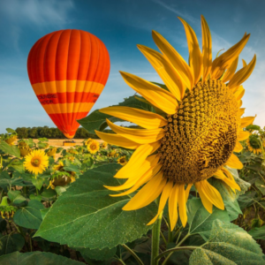 Fleur de tournesol et montgolfière