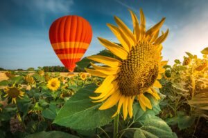 Fleur de tournesol et montgolfière au sol