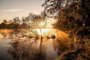 Arbre sur eau