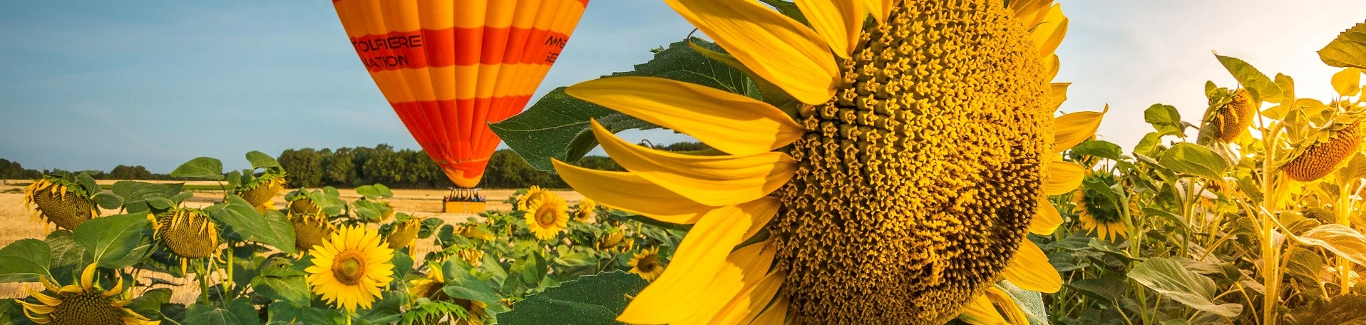 une montgolfière avec des tournesols
