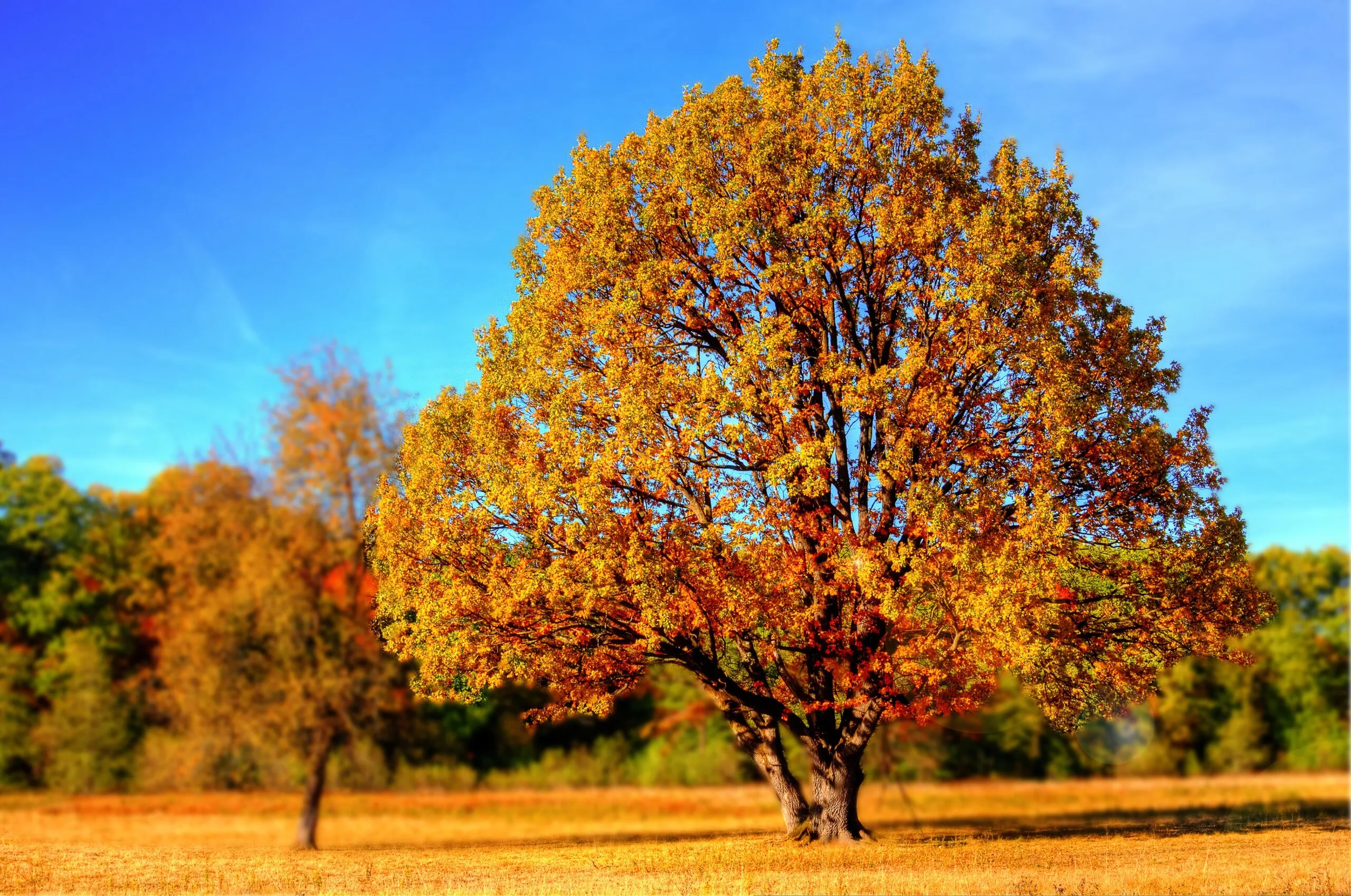 Arbre automne.