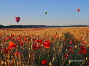 3 ballons dans un champs de fleurs rouges