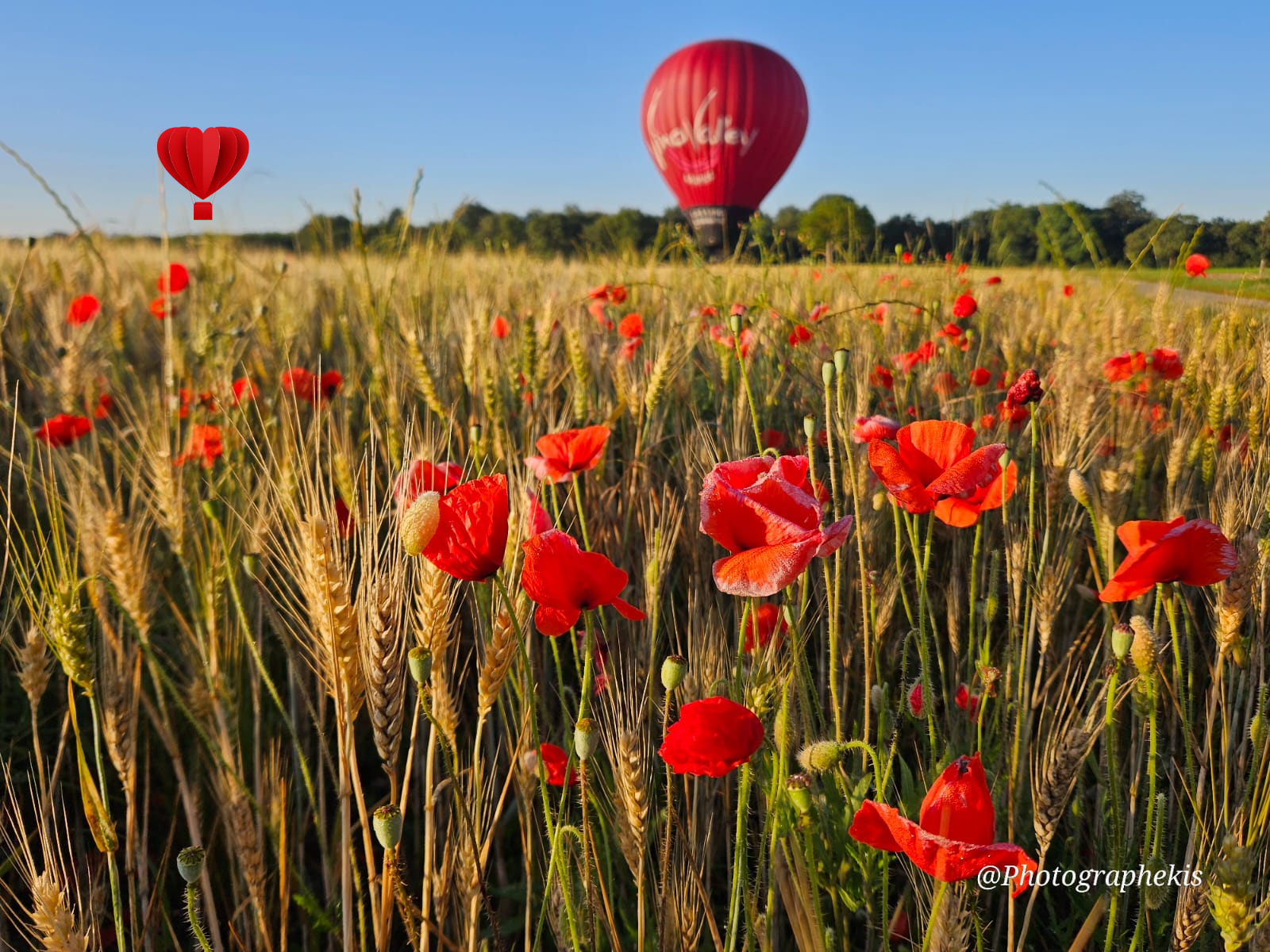 Champ de blé, fleurs rouge et ballon VinoValley