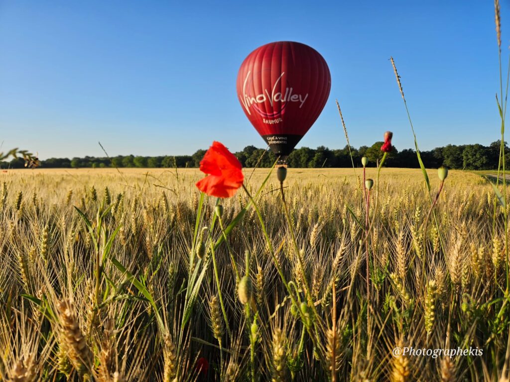 Champ de blé avec fleur rouge et ballon Vino Valley