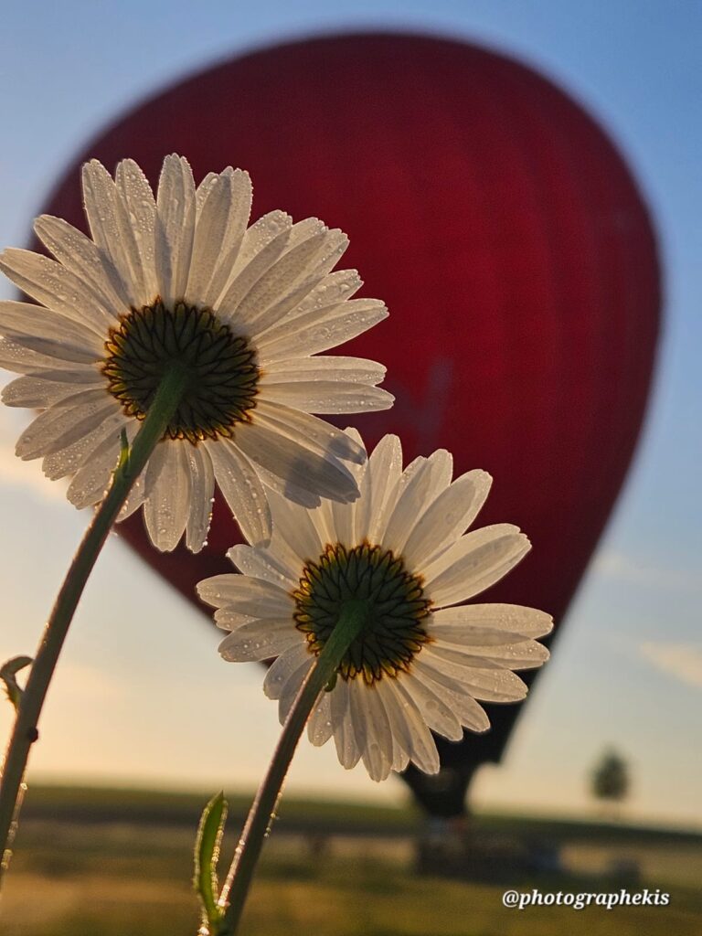 Montgolfière avec fleurs