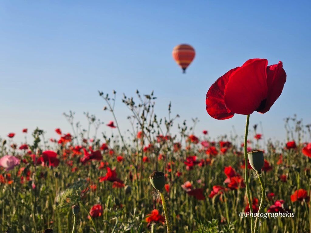 Montgolfière dans un champ fleurs rouges