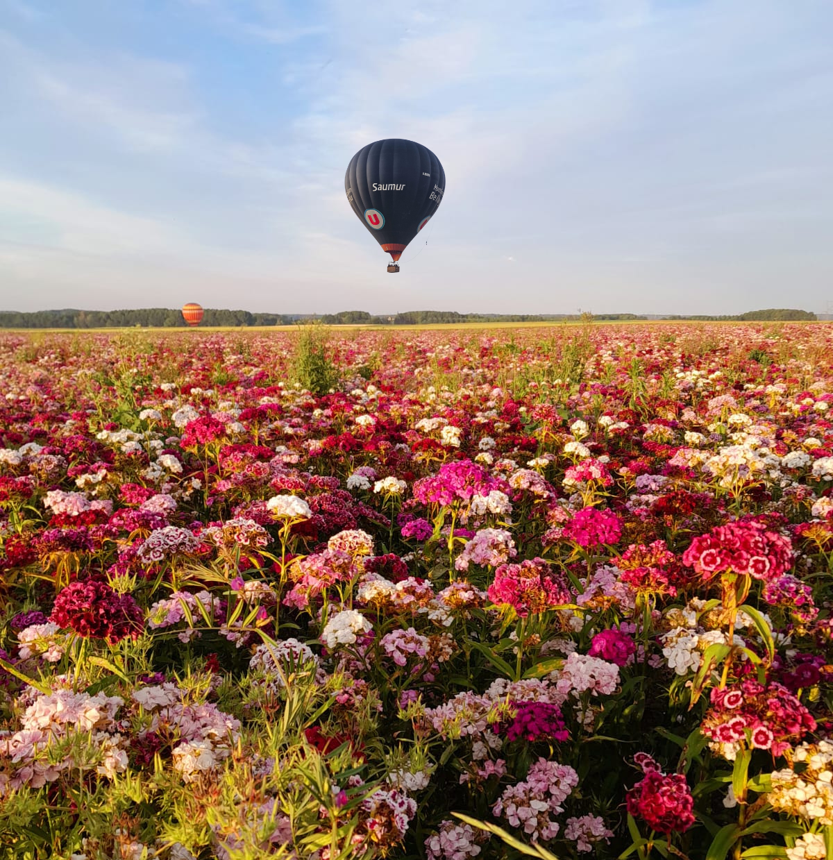 Un ballon en approche pour atterrir près d'un champ de fleurs dans les tons roses.